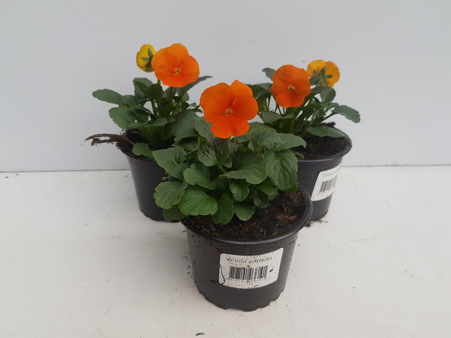 Spaloo-Plant Viola Sorbet Orange Pack of 18
