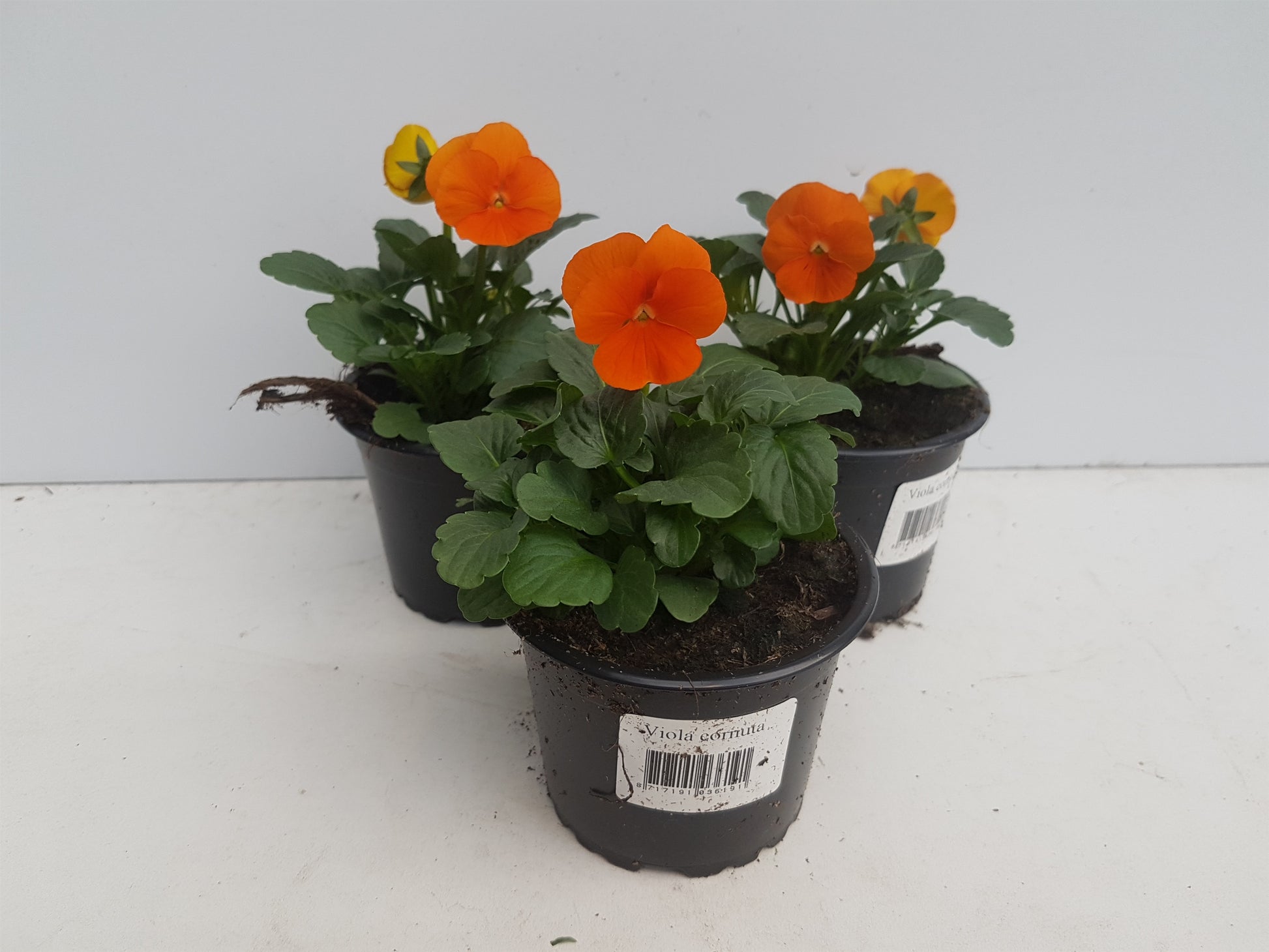 Spaloo-Plant Viola Sorbet Orange Pack of 18