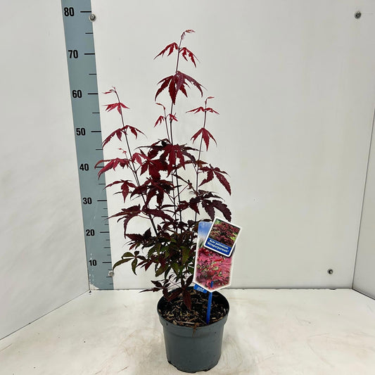 Acer Atropurpureum 60cm 17cm Pot