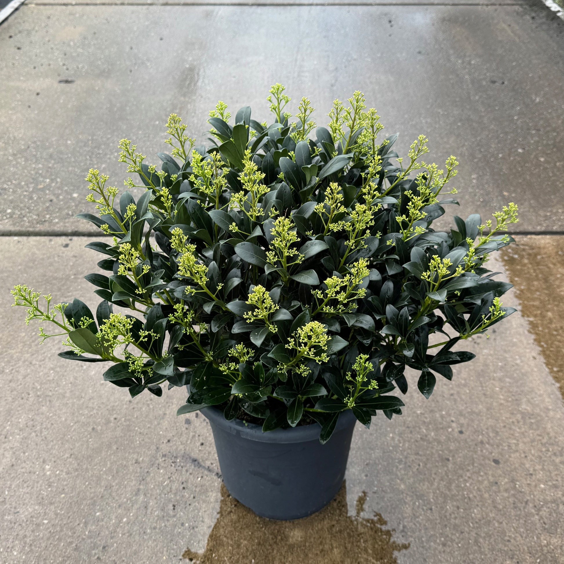 Skimmia japonica Snow White 60cm 27cm Pot