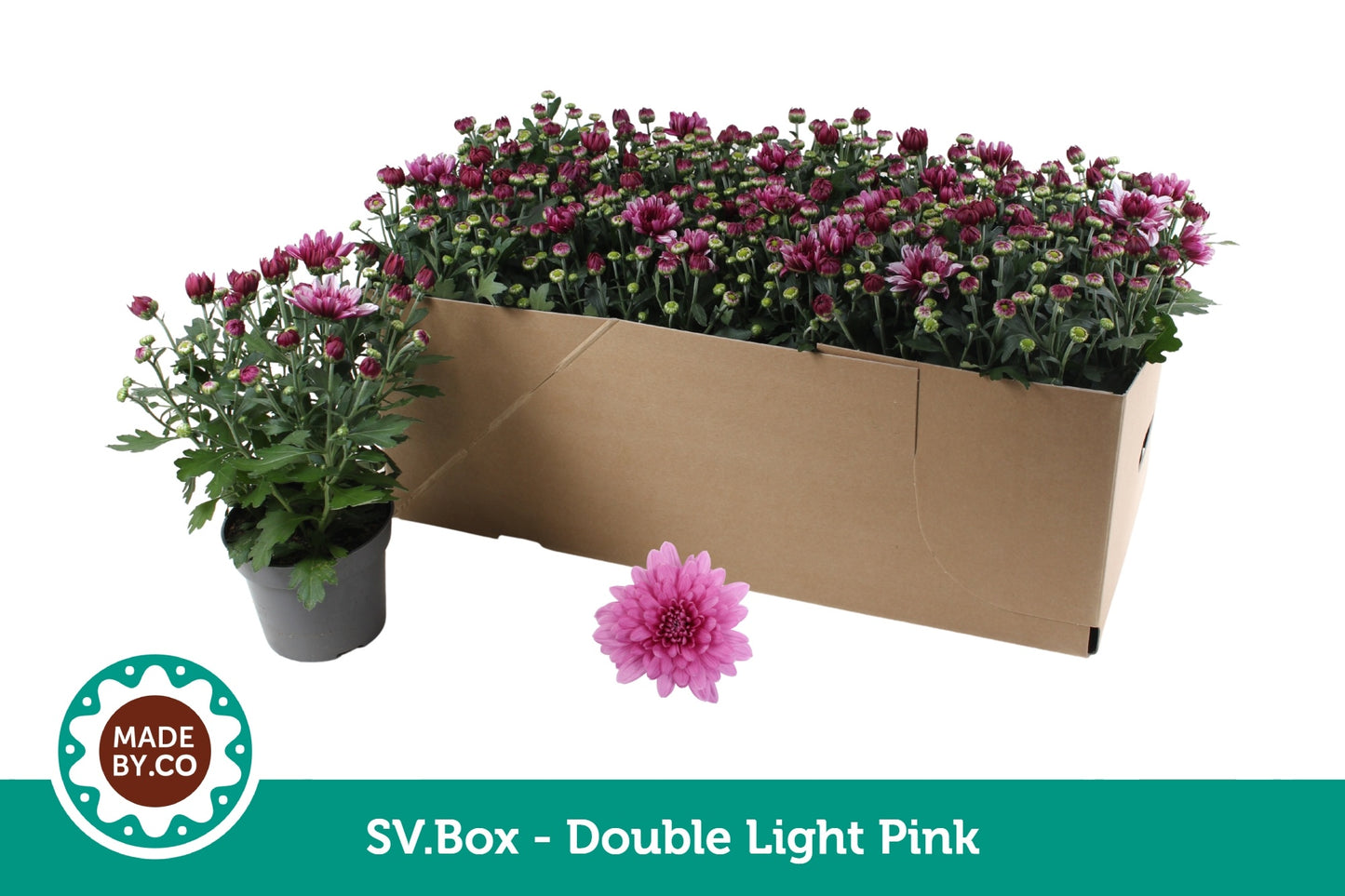 Chrysanthemum Dynamic 25cm 12cm Pot