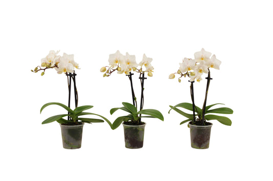 Phalaenopsis multiflora white 17cm 6cm Pot