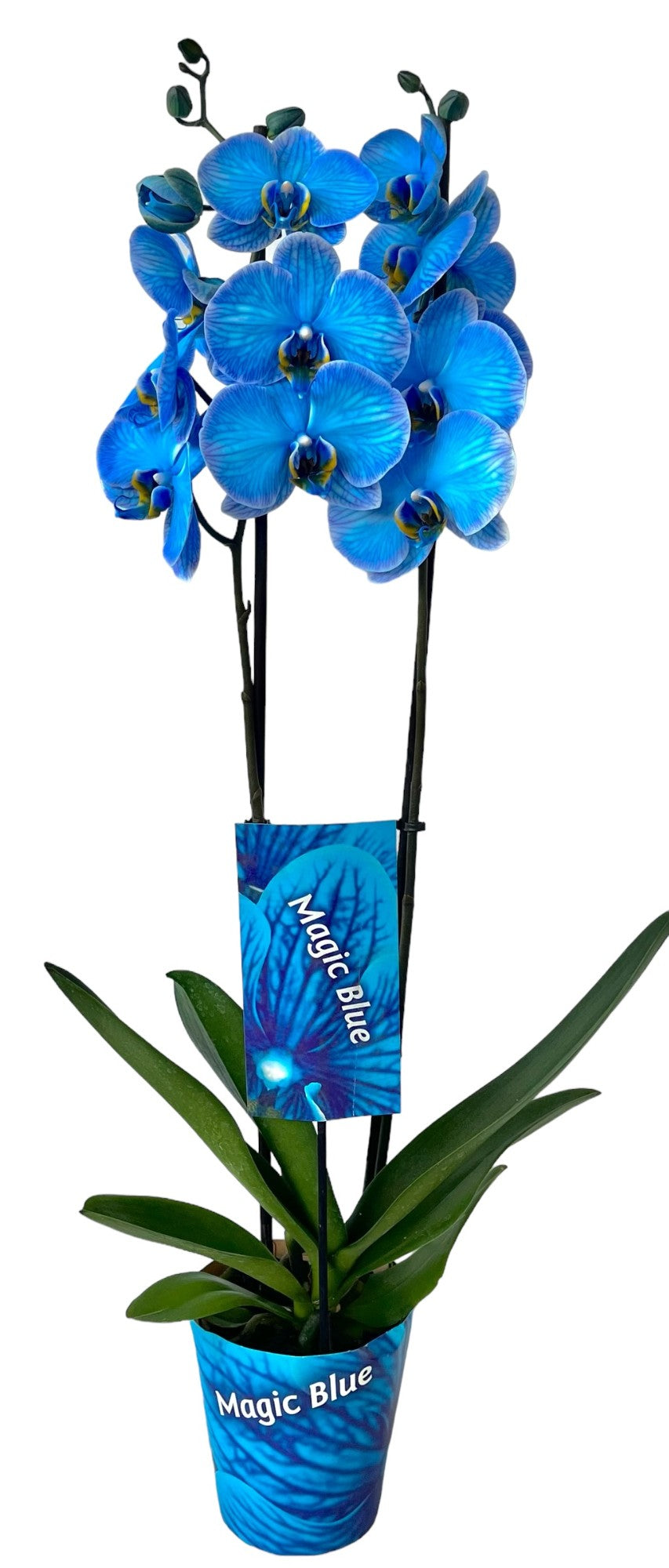 Phalaenopsis Magic Blue 70cm 12cm Pot