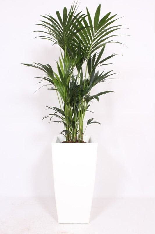 Howea forsteriana 200cm 40cm Pot