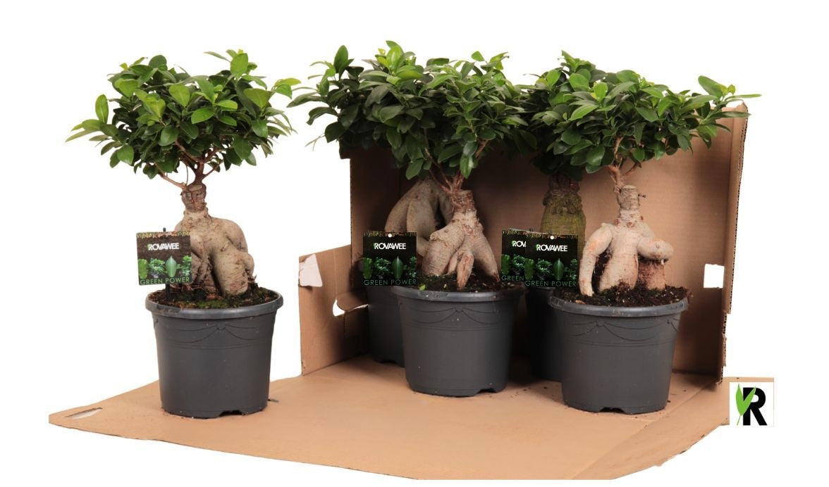 Rovawee BV Ficus Ginseng Pack of 4