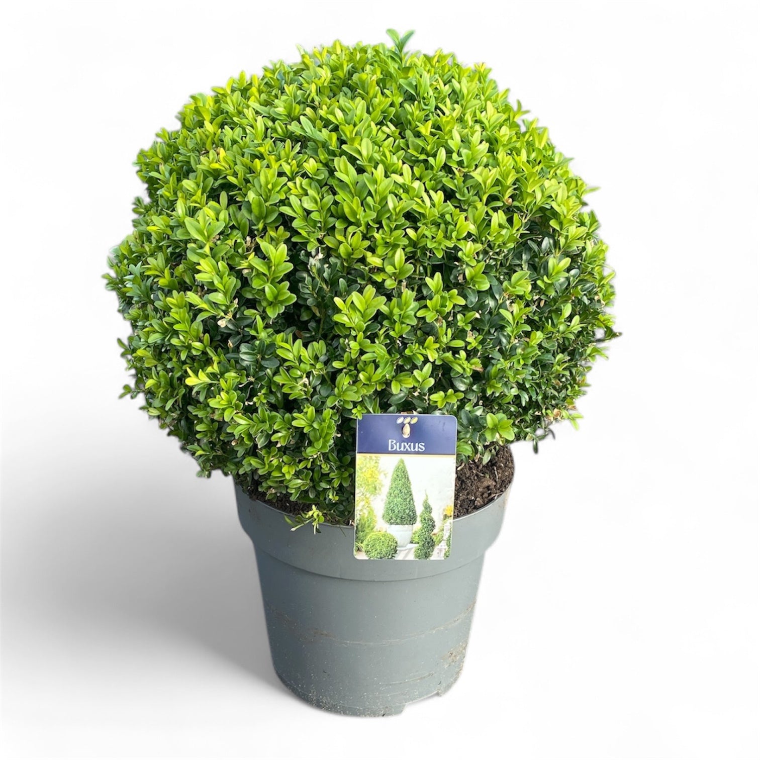 Buxus sempervirens ball 60cm 30cm Pot