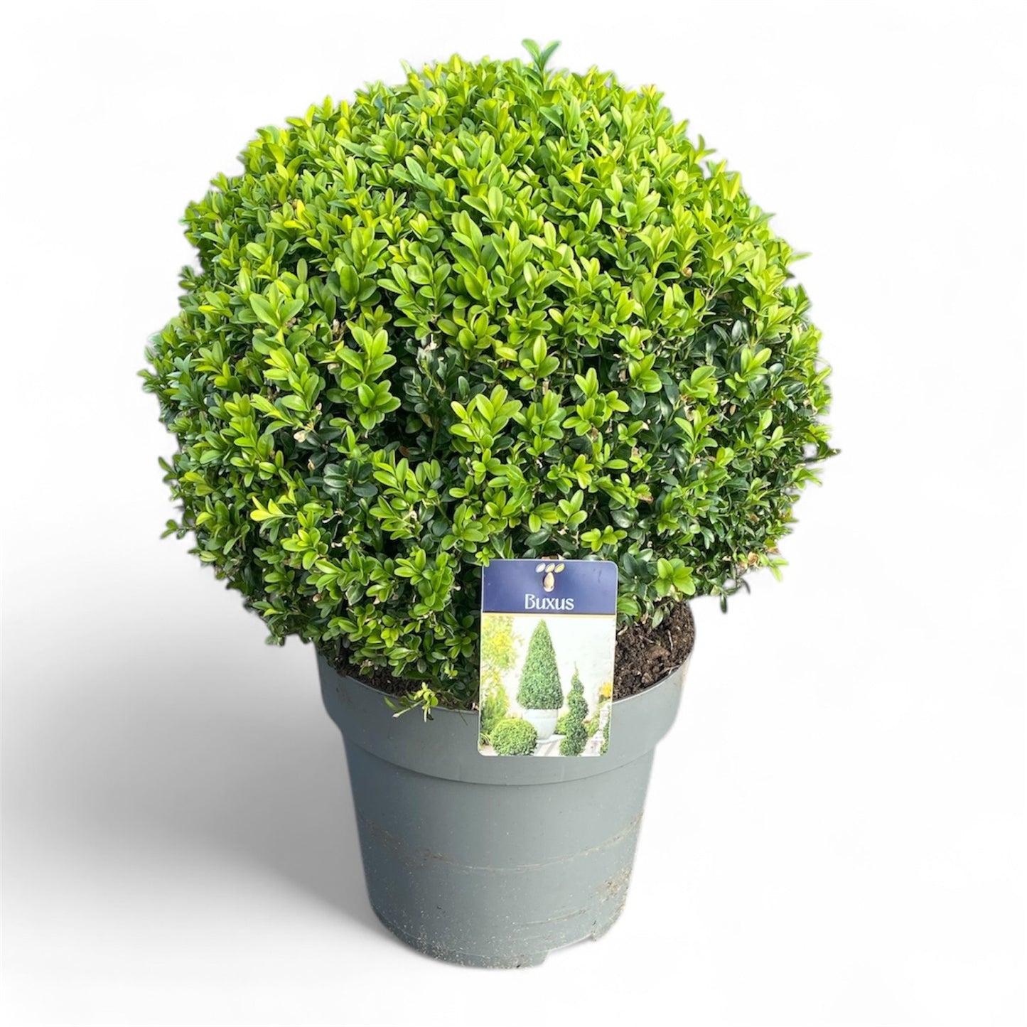 Buxus sempervirens ball 60cm 30cm Pot