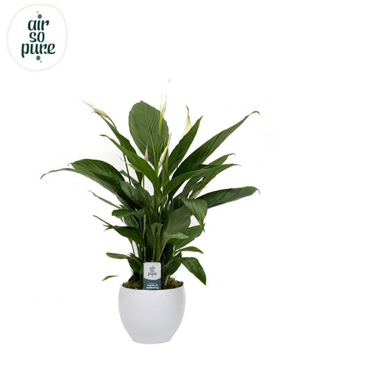 Spathiphyllum Bingo cupido (+ drp.Bolpot wit) 70cm 17cm Pot