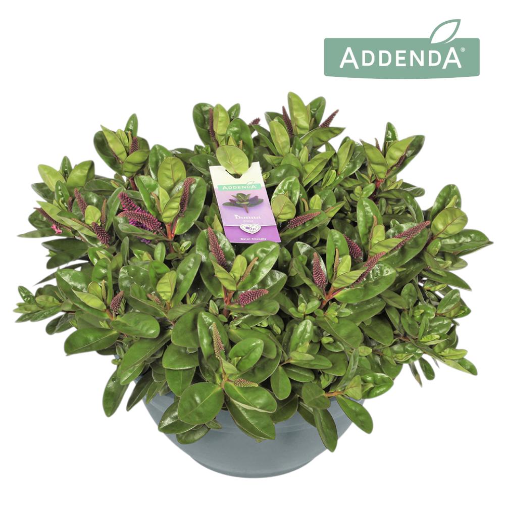 Hebe Hebedonna Alexa 50cm 30cm Pot