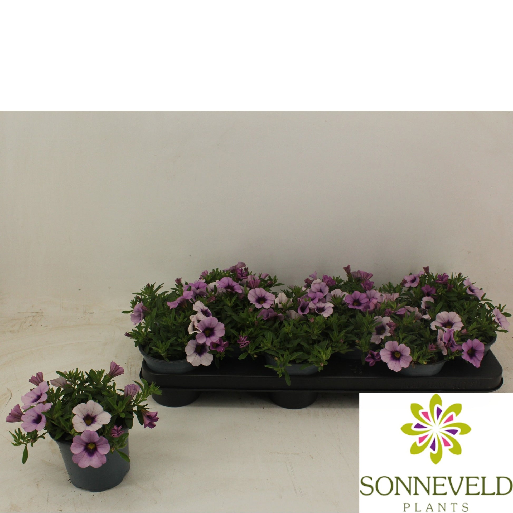 Calibrachoa Minifamous Light Blue 20cm 510cm Pot
