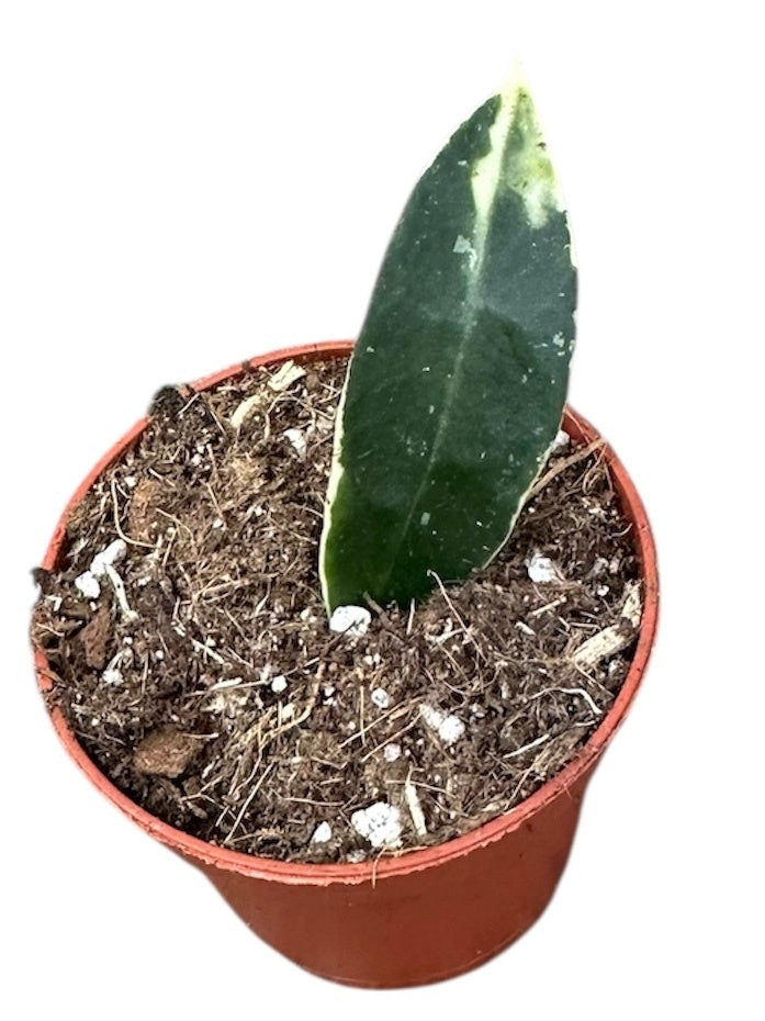 Hoya australis 8cm 6cm Pot