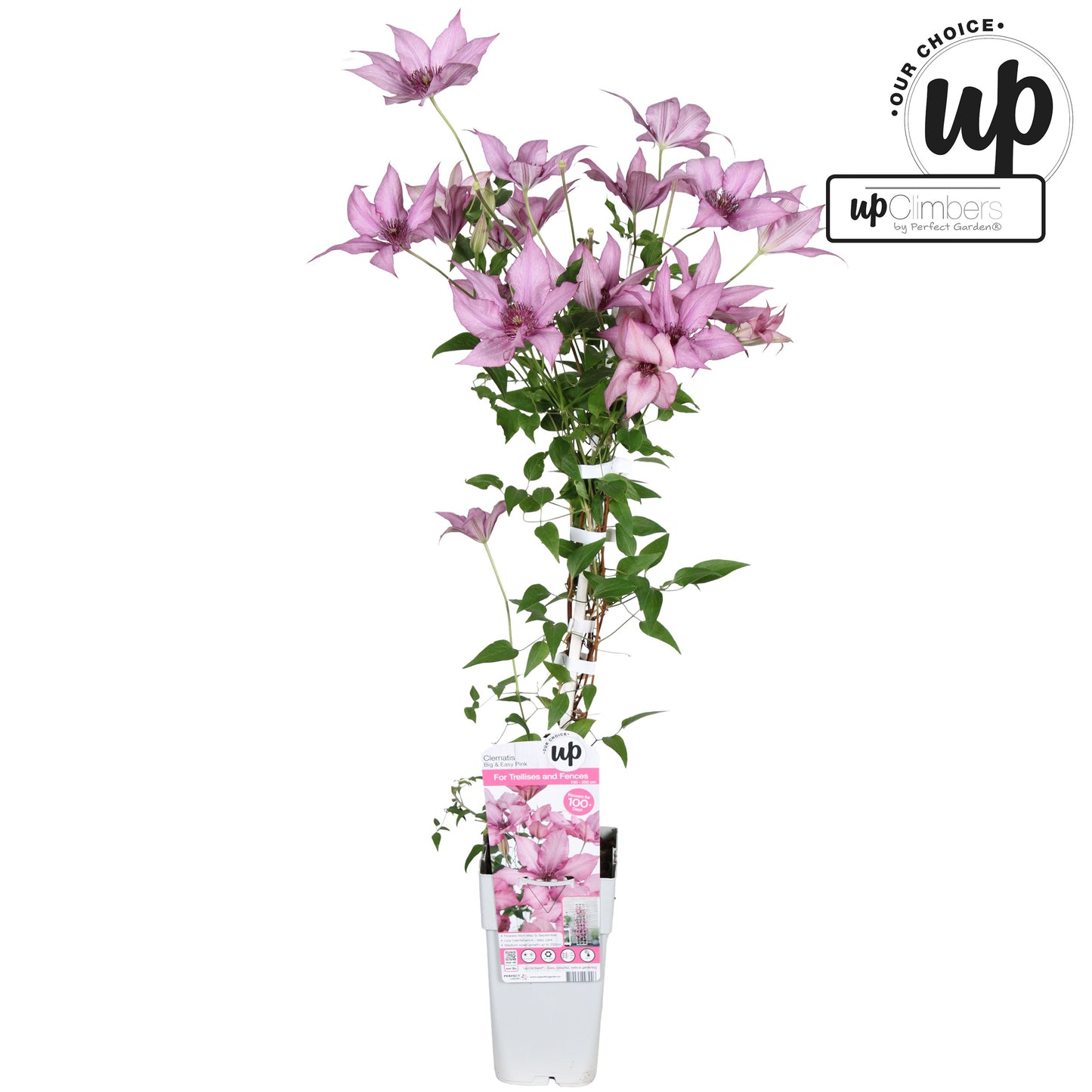 Clematis hybrid mix 65cm 15cm Pot