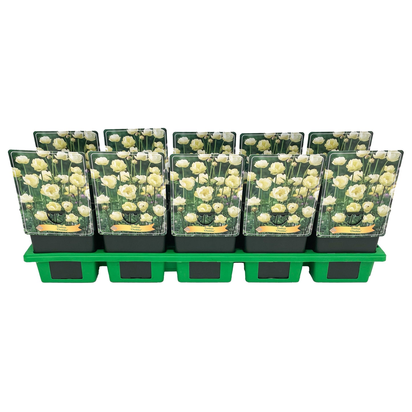Trollius 25cm 11cm Pot