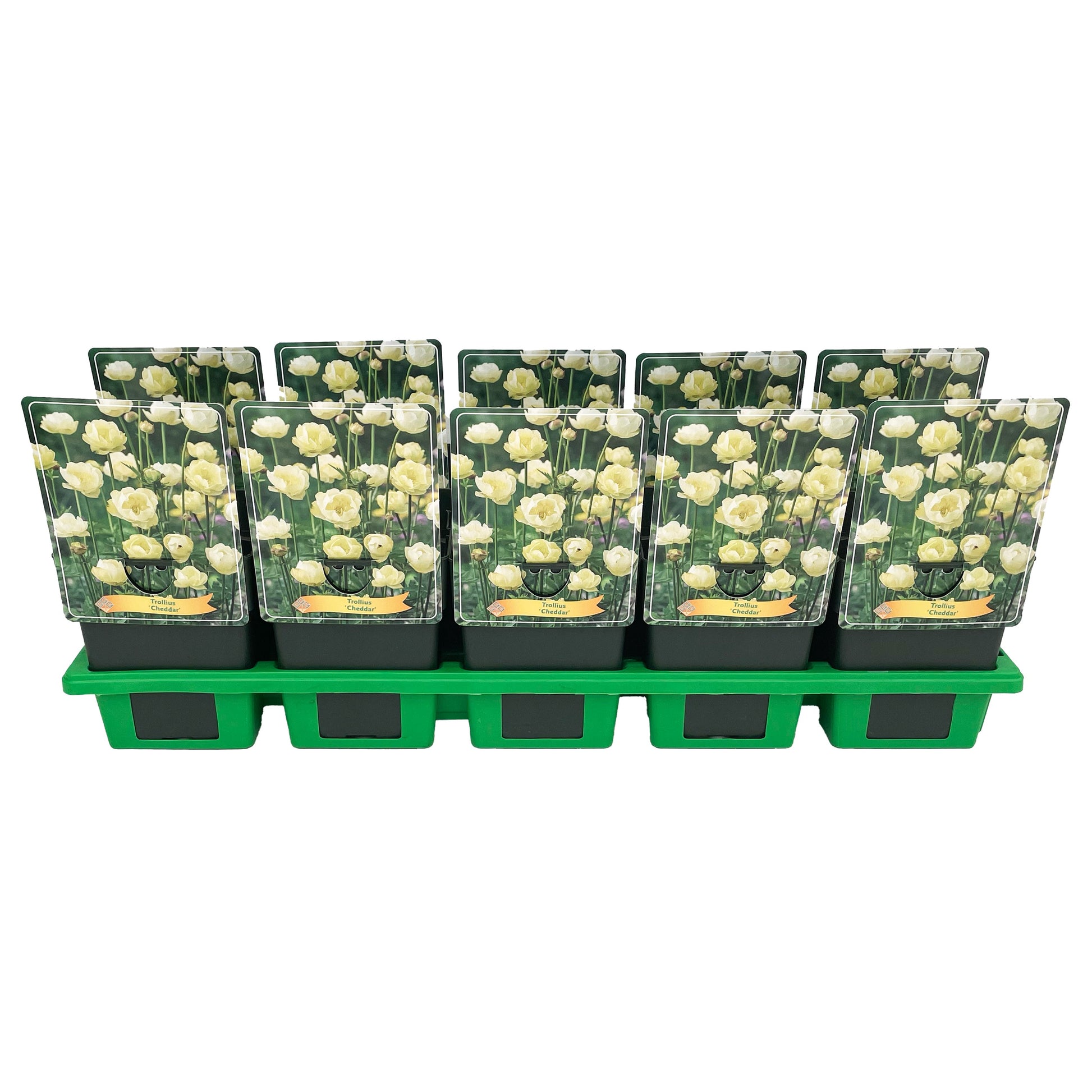 Trollius 25cm 11cm Pot