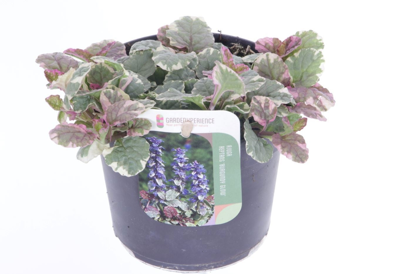 Ajuga rep. Burgundy Glow 20cm 13cm Pot