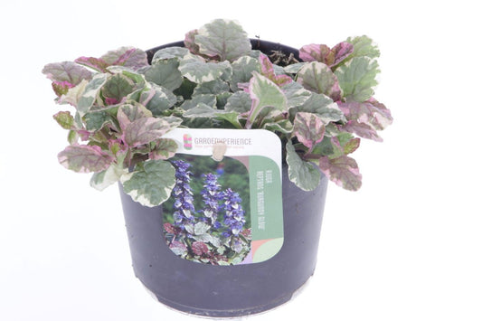 Ajuga rep. Burgundy Glow 20cm 13cm Pot