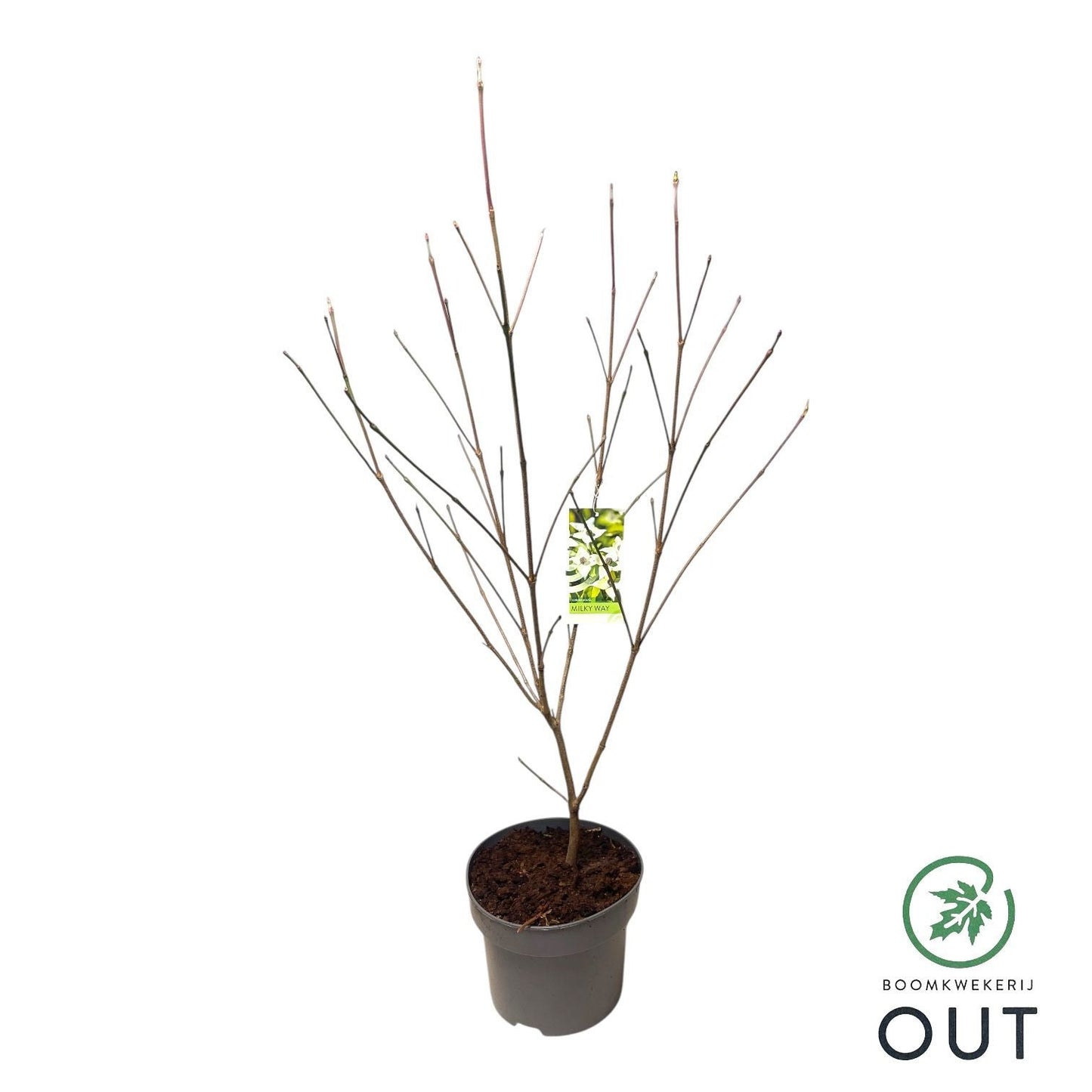 Cornus kousa Milky Way 80cm 29cm Pot