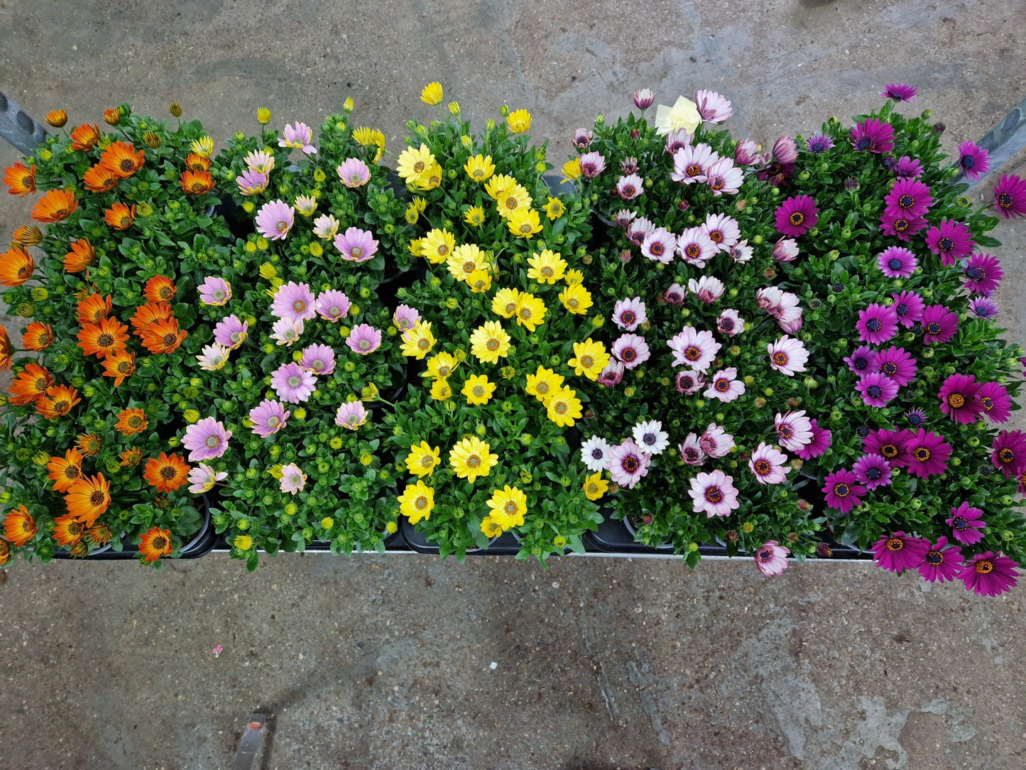 Osteospermum mix 25cm 510cm Pot