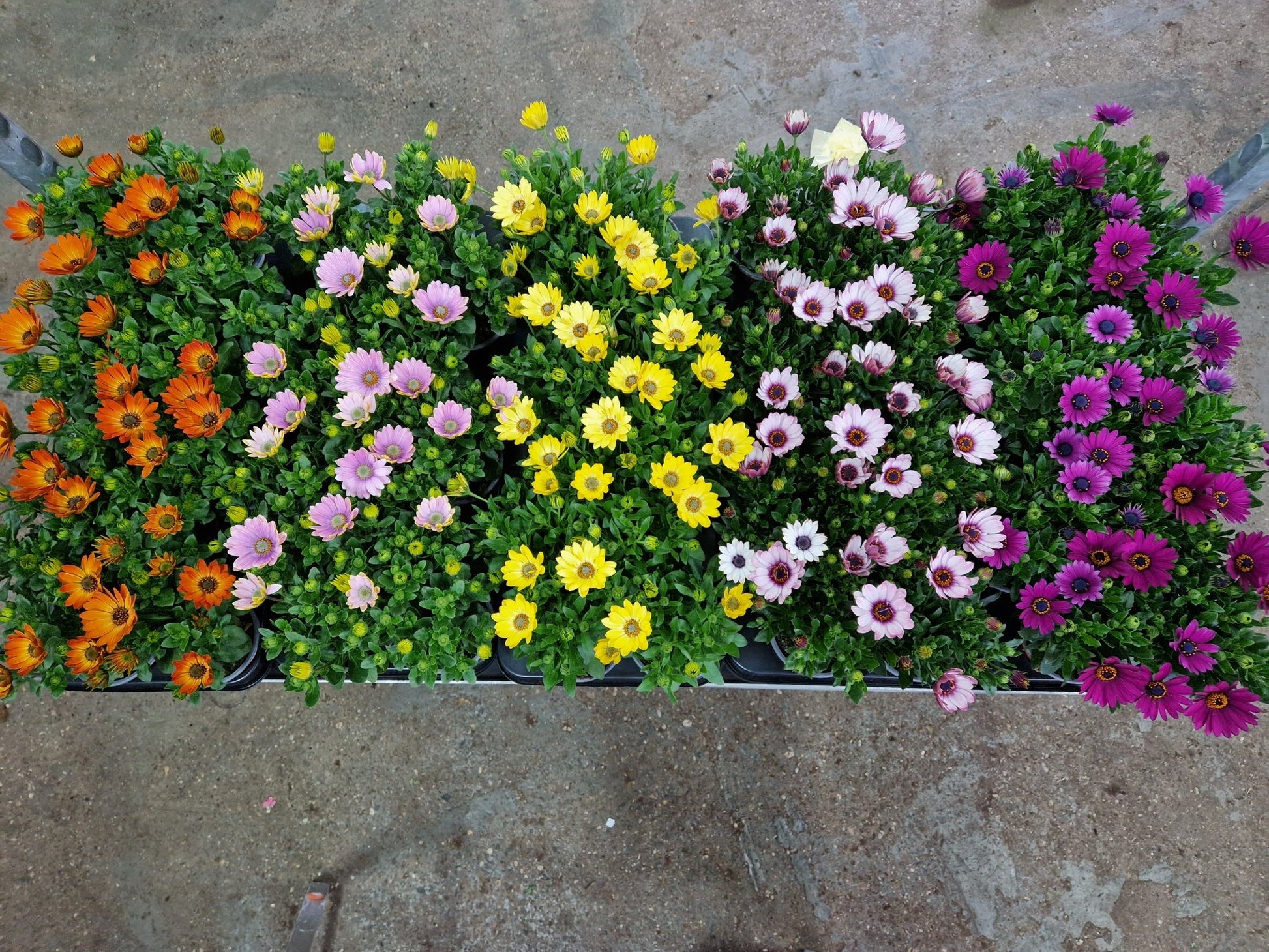 Osteospermum mix 25cm 510cm Pot