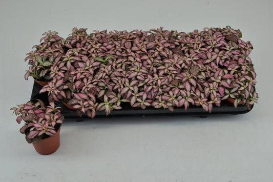 Fittonia Mosaic Zalm Forest Flame 10cm Special Pot (508)