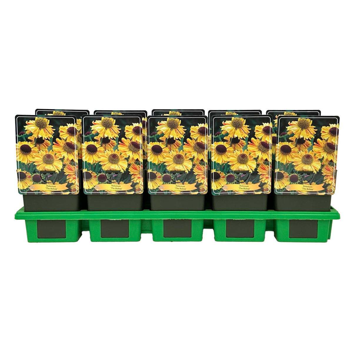 Gebr. Griffioen Helenium big. The Bishop Pack of 10