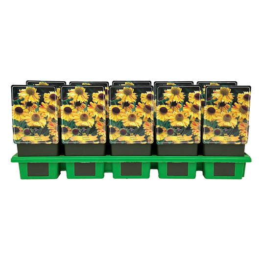 Gebr. Griffioen Helenium big. The Bishop Pack of 10