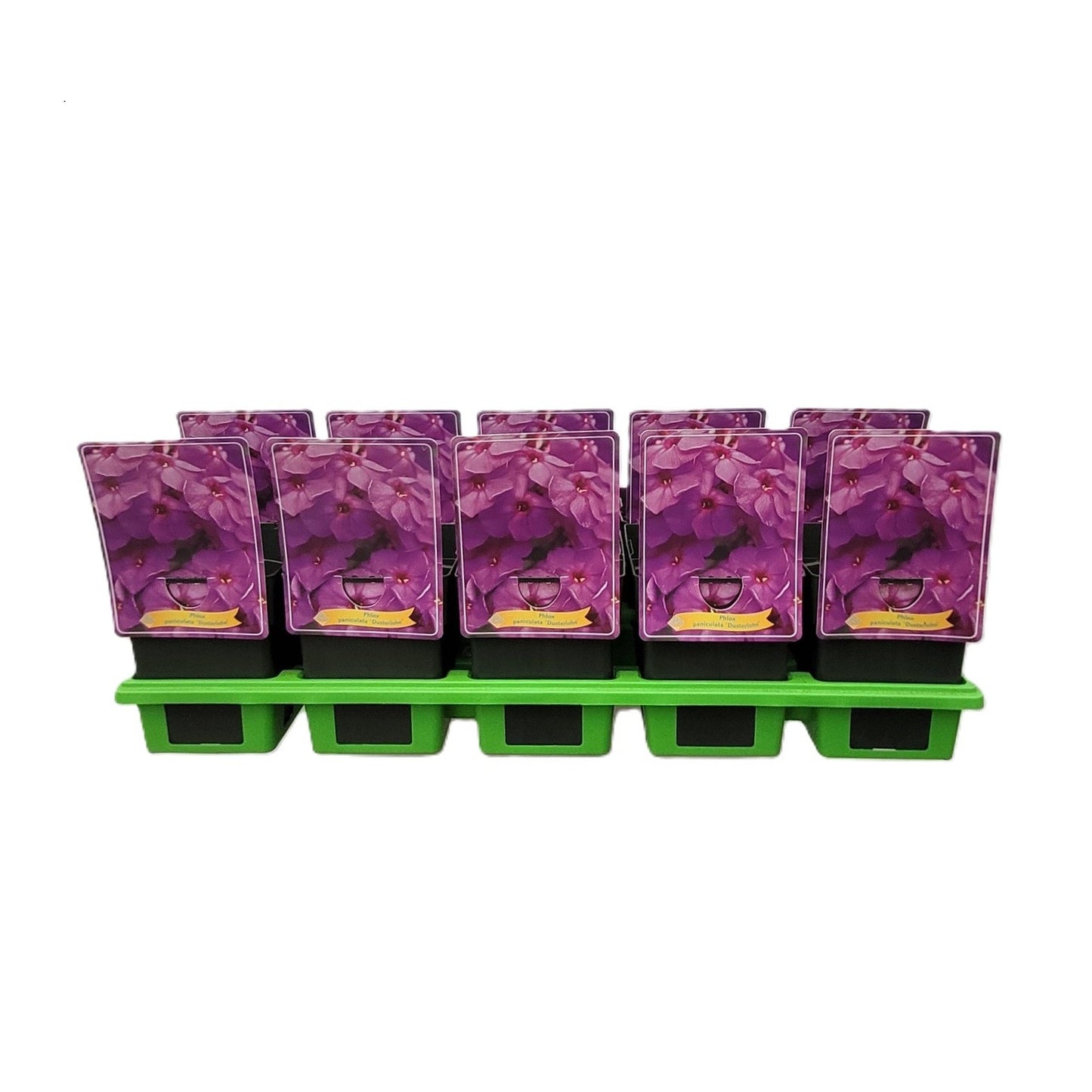 Phlox pan. Düsterlohe 25cm 11cm Pot