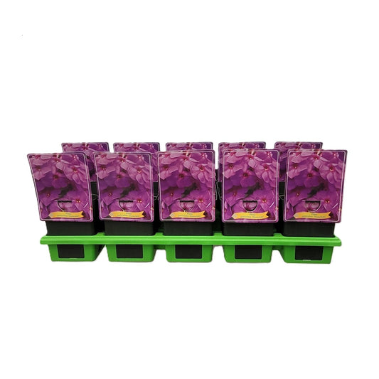 Phlox pan. Düsterlohe 25cm 11cm Pot