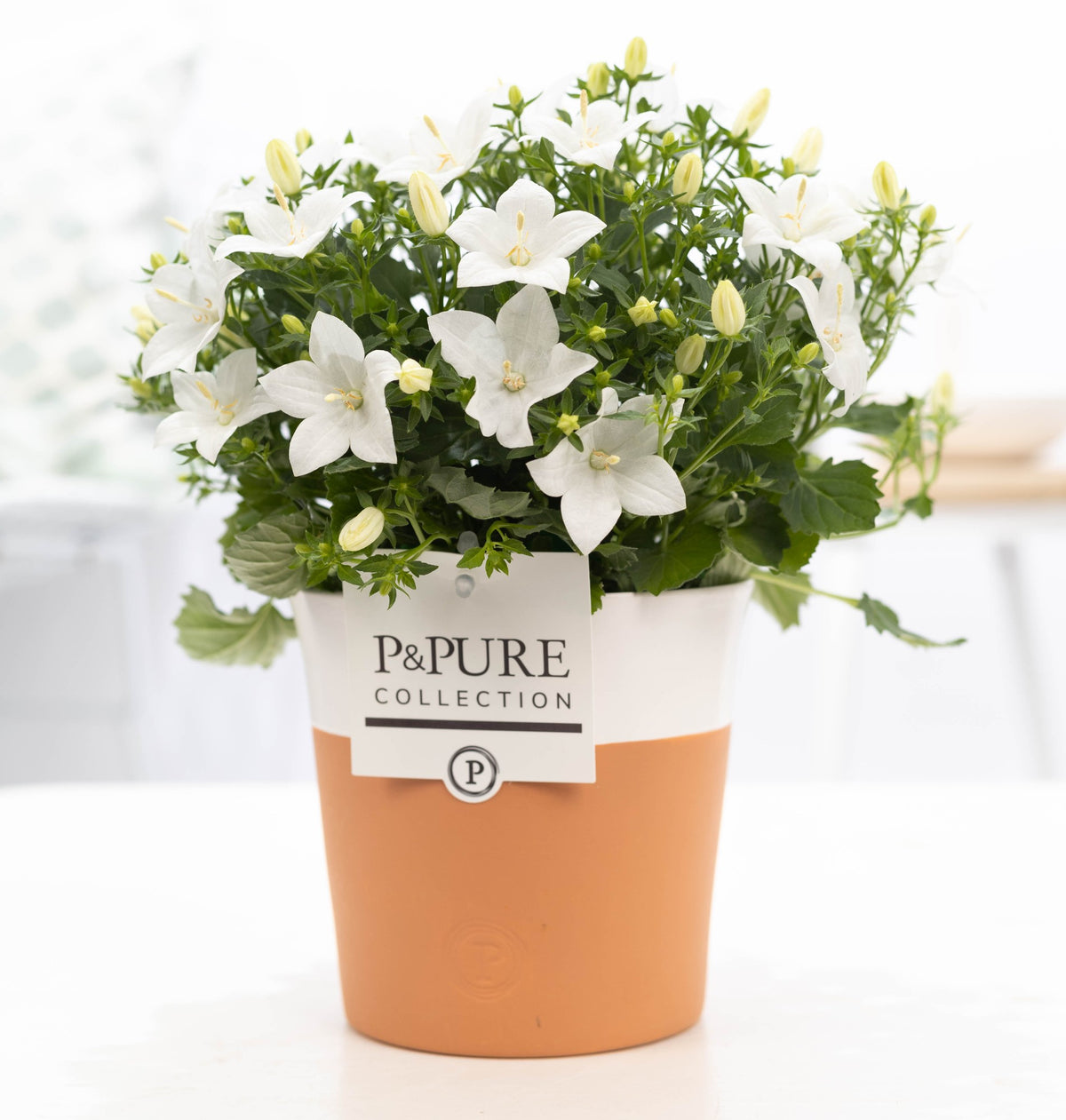 Campanula Atlanta White 22cm 13cm Pot