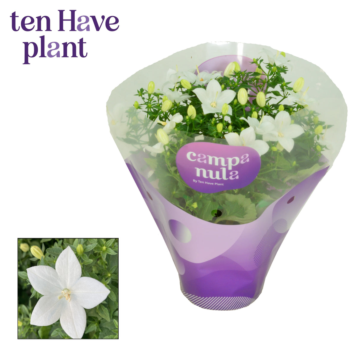 Campanula Atlanta White 20cm 11cm Pot