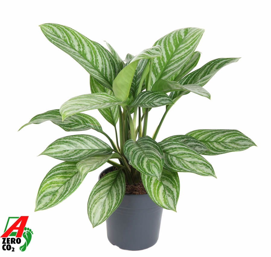 Aglaonema Stripes 50cm 19cm Pot
