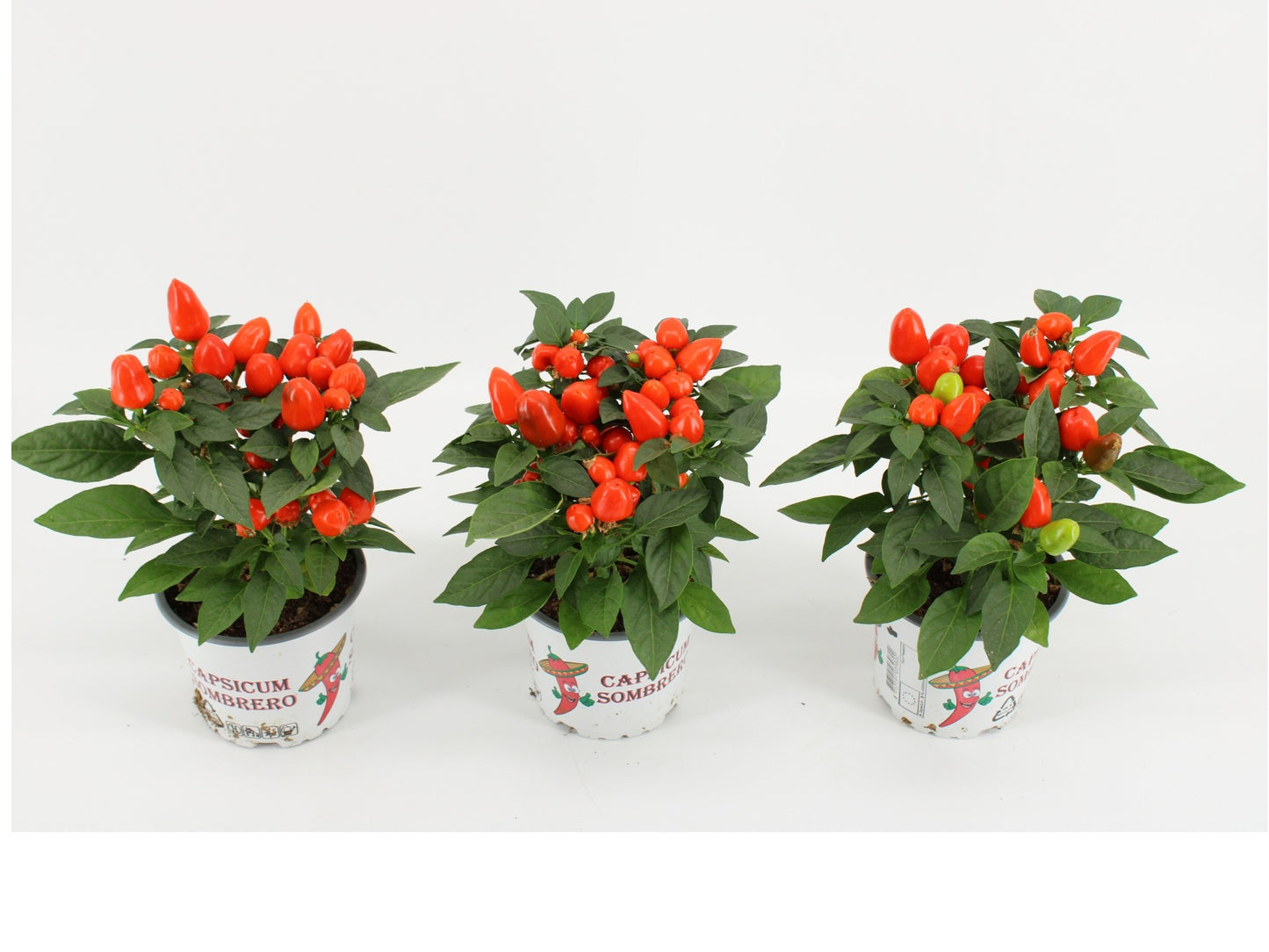 Capsicum ann. Mambo Orange 25cm 12cm Pot