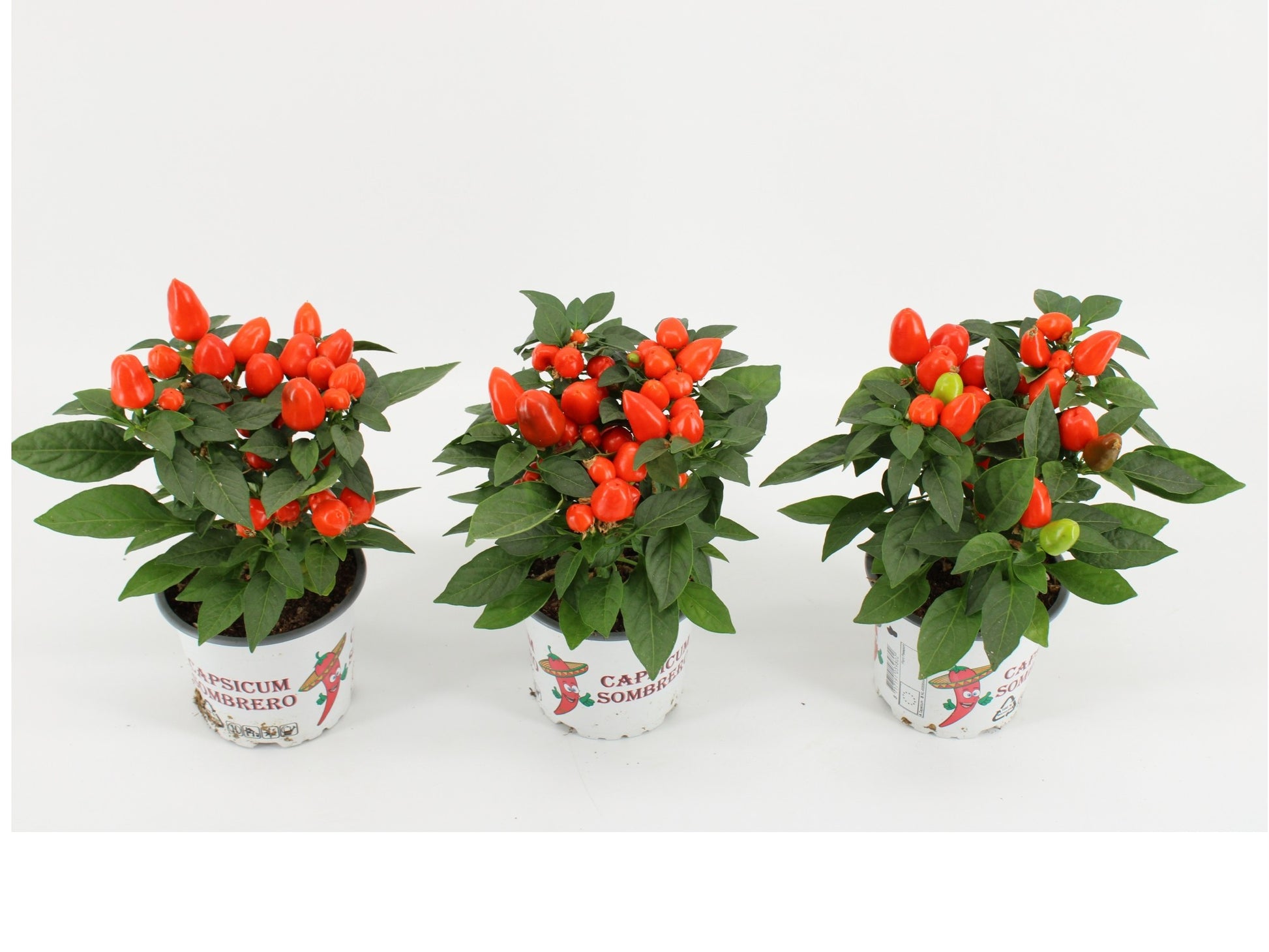 Capsicum ann. Mambo Orange 25cm 12cm Pot