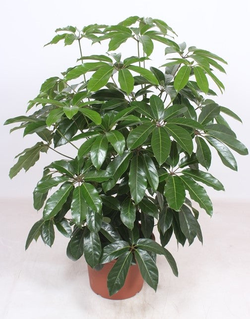 Schefflera Amate 130cm 40cm Pot