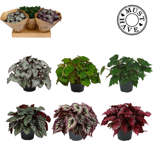 Begonia Beleaf mix 35cm 17cm Pot
