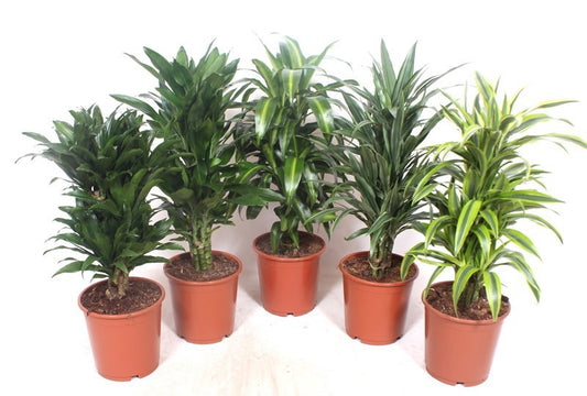 Dracaena fragrans mix 90cm 24cm Pot