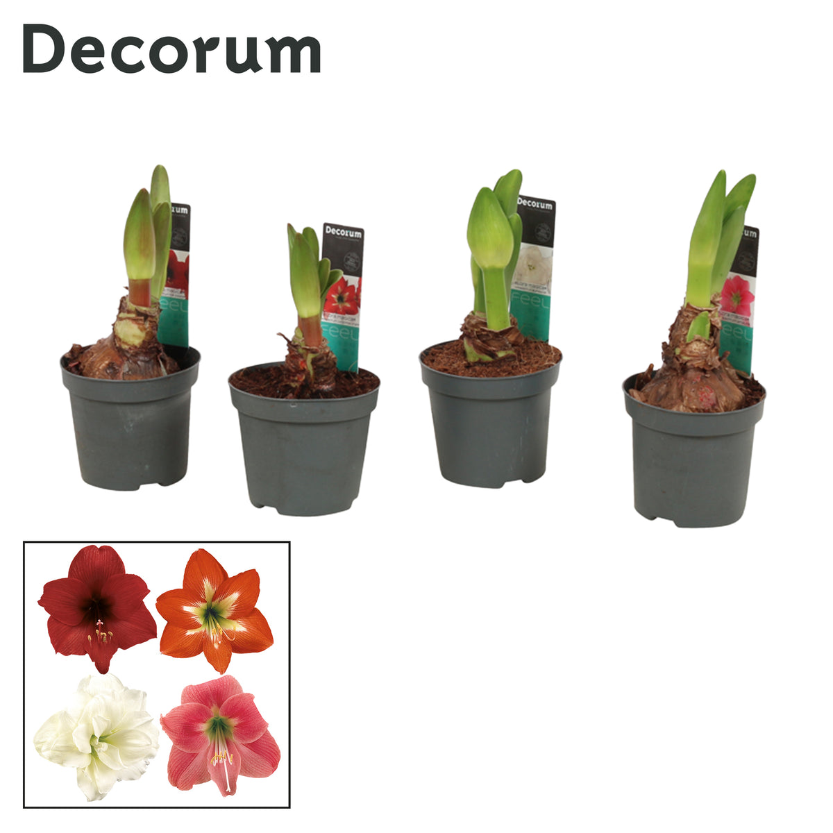 Hippeastrum mix 15cm 9cm Pot