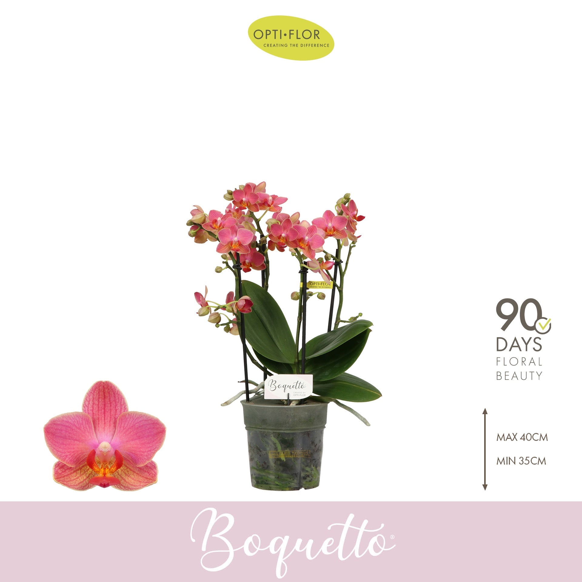 Opti-Flor Phalaenopsis Boquetto Charme Pack of 6