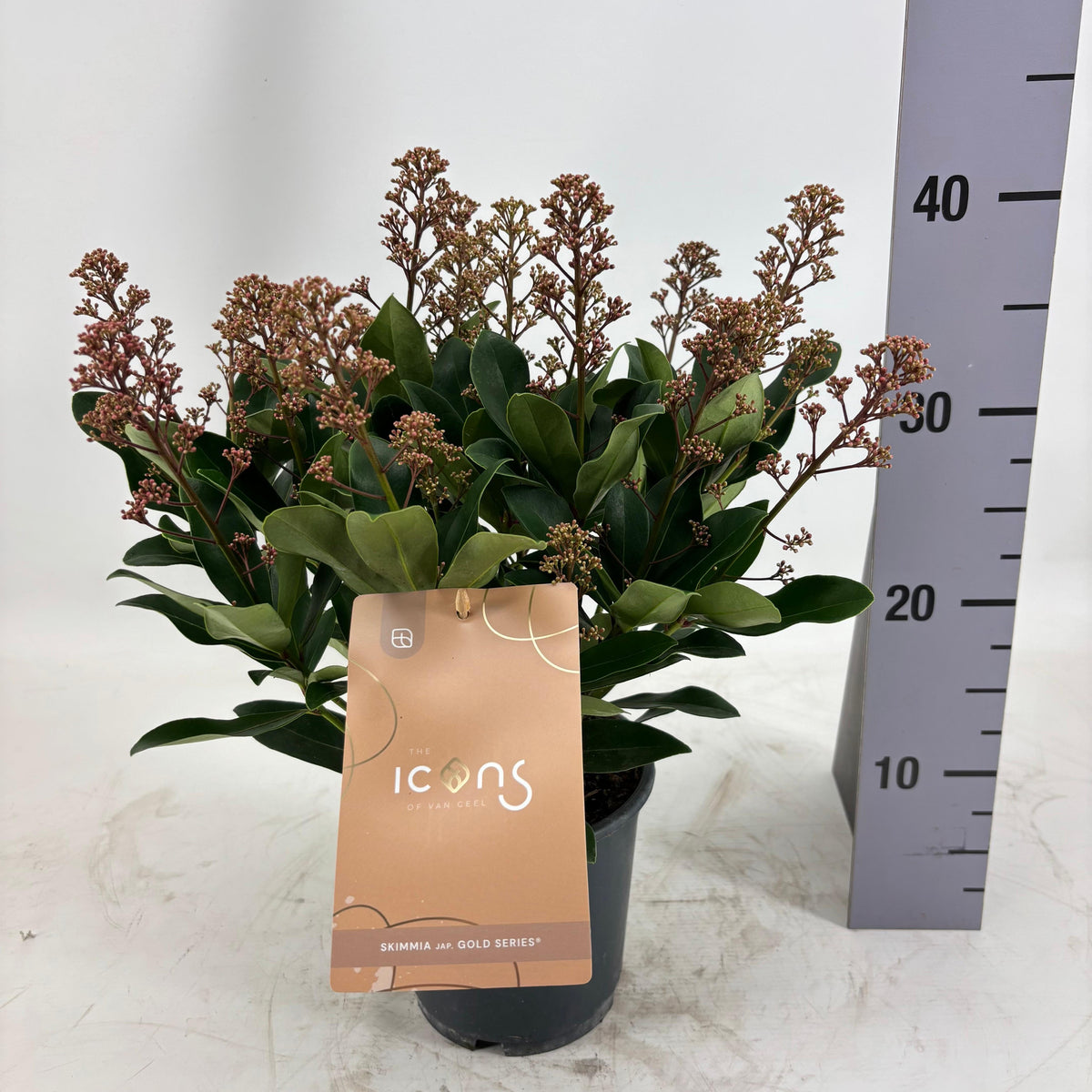 Skimmia japonica Exstase 35cm 15cm Pot