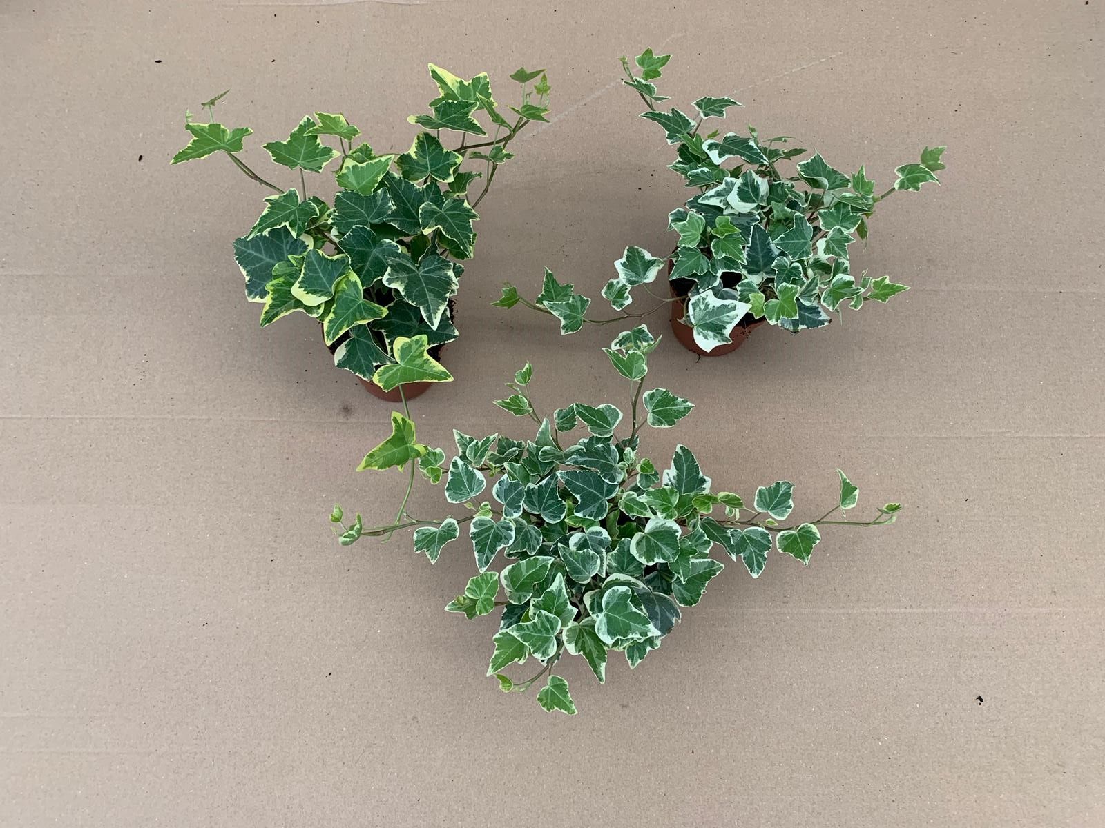 Berg Hedera Hedera helix variegated Pack of 18