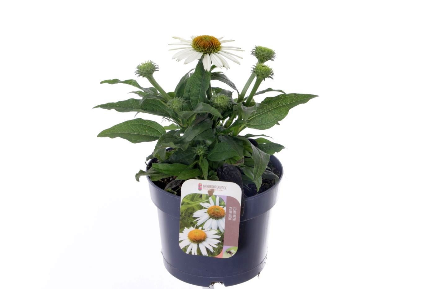 Echinacea pur. Alba 35cm 17cm Pot