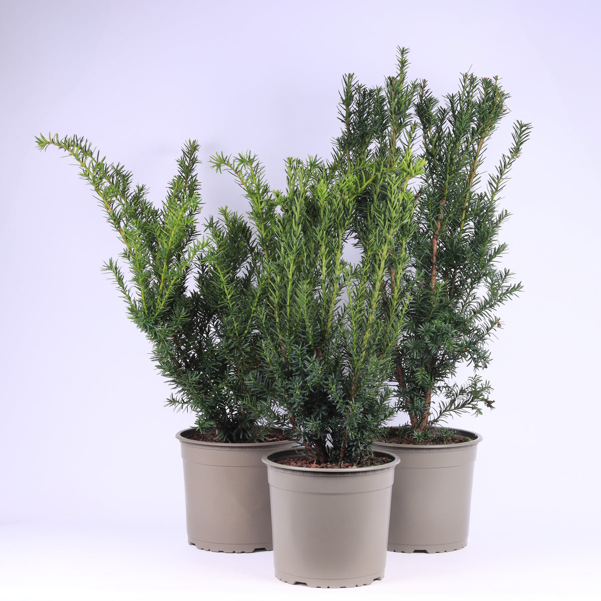 Taxus baccata 45cm 23cm Pot