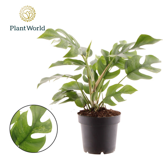 Rhaphidophora tetrasperma 30cm 12cm Pot