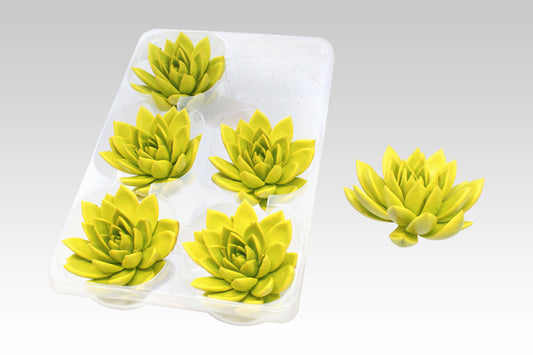 Echeveria colored yellow 7cm 999cm Pot