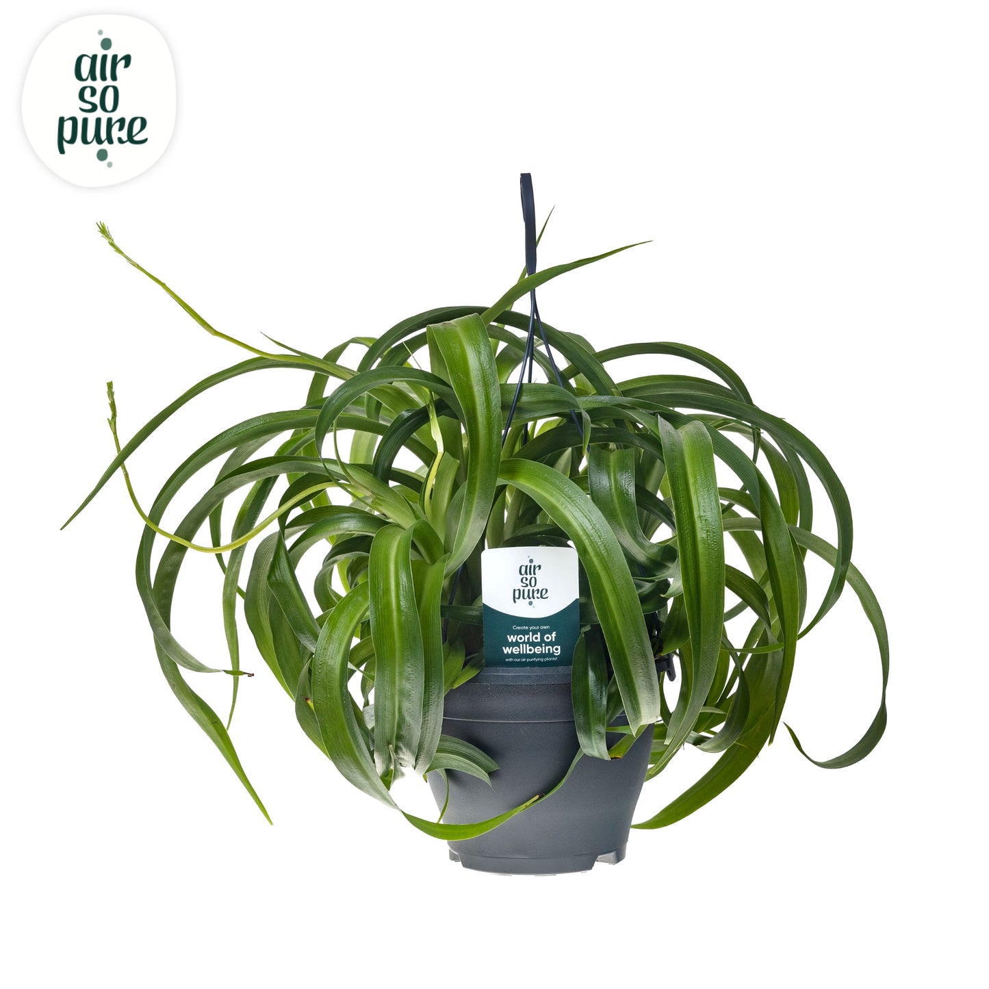 Quakelplant BV Chlorophytum Green Bonnie Pack of 3