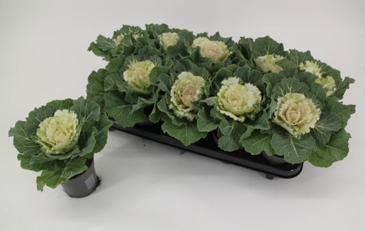 Brassica ole. white 15cm 510cm Pot