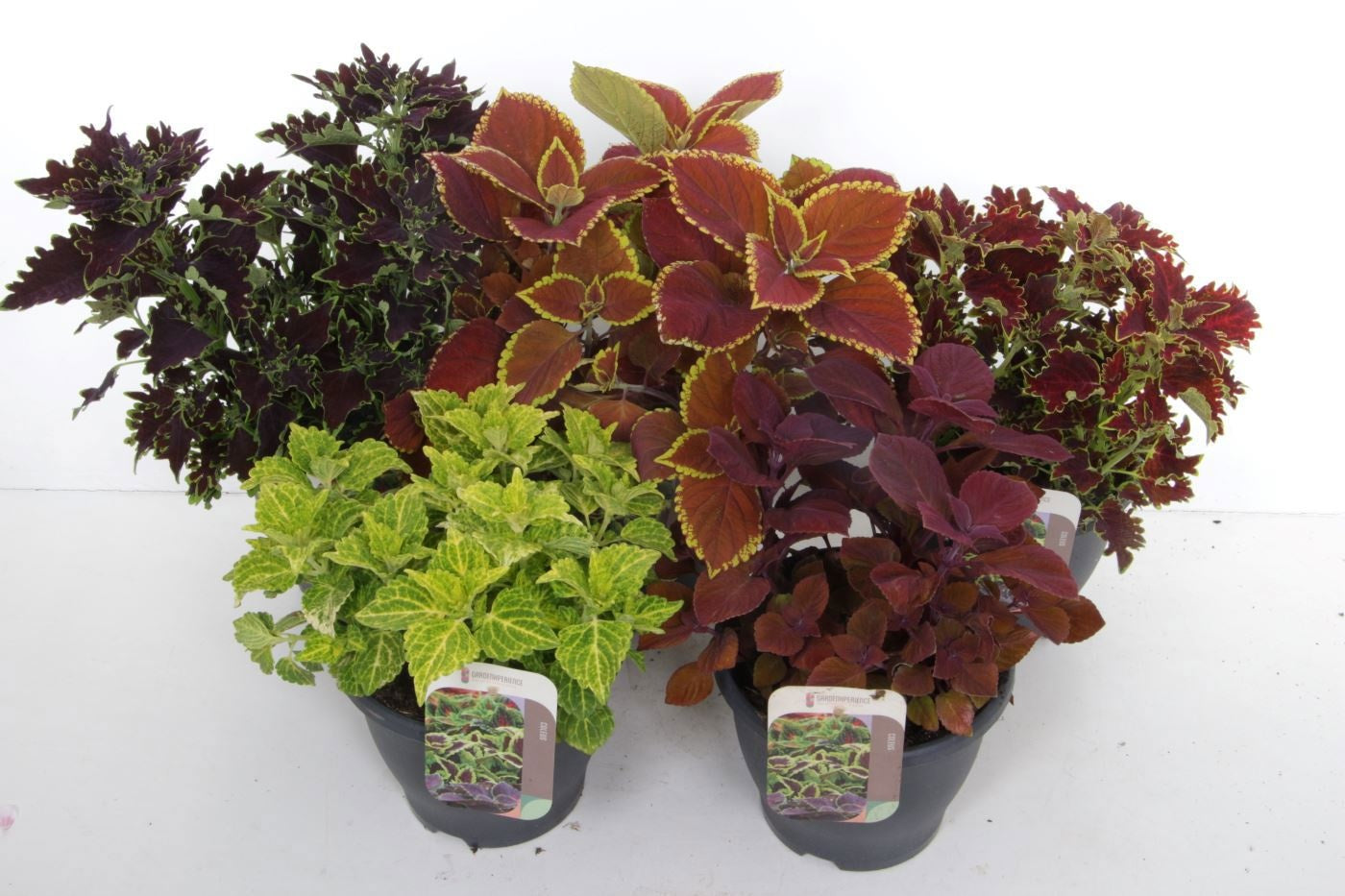 Coleus mix 50cm 23cm Pot