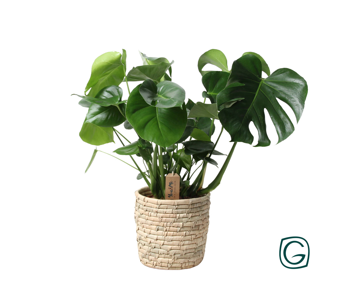 Monstera deliciosa 65cm 21cm Pot