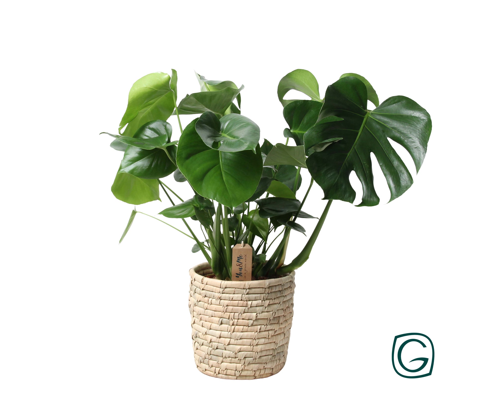 Monstera deliciosa 70cm 21cm Pot