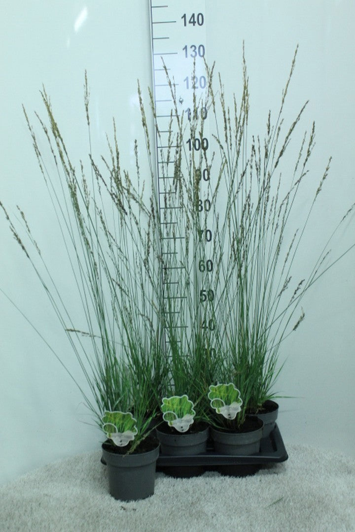 Molinia caerulea mix 120cm 17cm Pot
